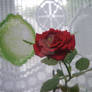 Yet Another Rose