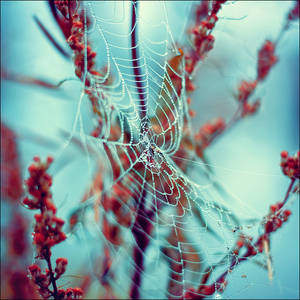 Web