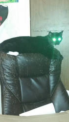 Ma'am, please unplug your cat, he's fully charged!
