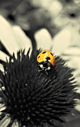 Ladybird II