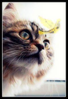 Kitty, ClockBird, Pineapple