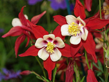 Suffolk Show - Flower