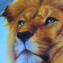 LION DETAIL