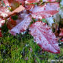 water the leaves