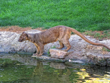 Valencia biopark 26