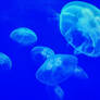 Genova acquario 13