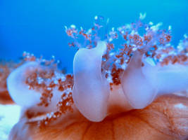 Genova acquario 29