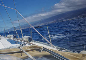 Tenerife dolphin 17