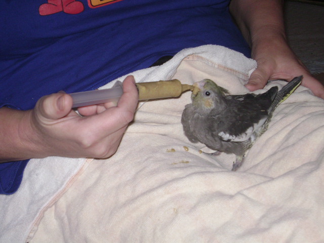 Hand Feeding Baby Cockatiel By Vampire Chick 89 On Deviantart Hand Feeding Baby Cockatiel By Vampire Chick 89 On Deviantart