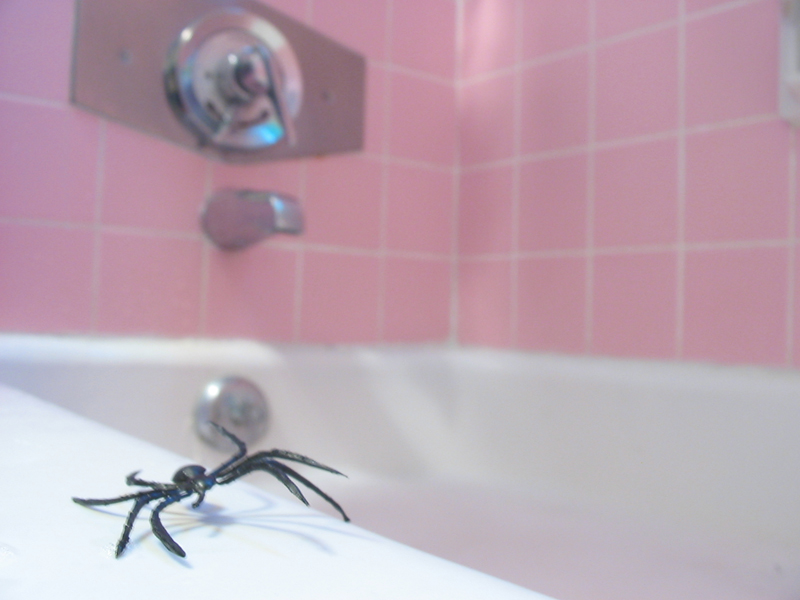 Spider??  In the bathtub??