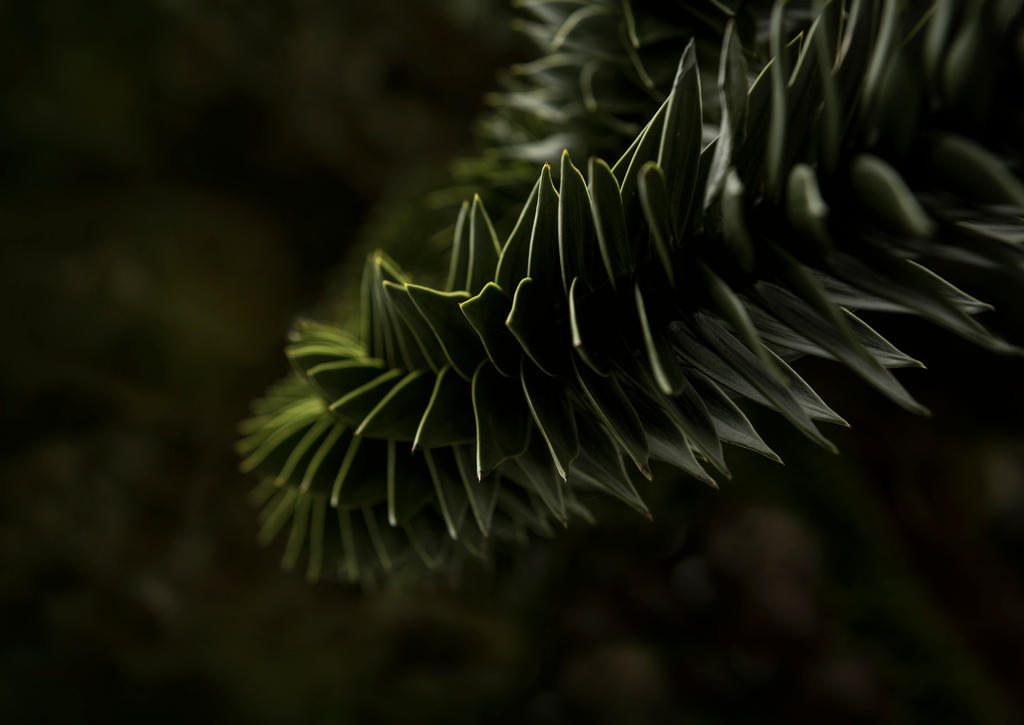Monkey Tree Visual Monkey Tree by IrisKnight on DeviantArt