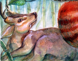 Palling Around- Muntjac closeup