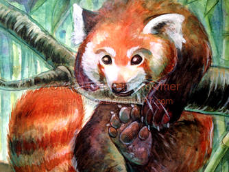 Palling Around- Red Panda closeup