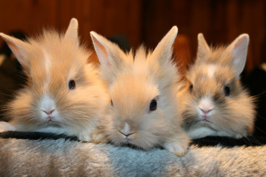 Young rabbit's by Crusnick on DeviantArt