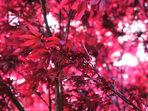 Red Spring