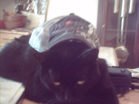 AC DC hat on cat