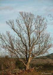 Lone Tree