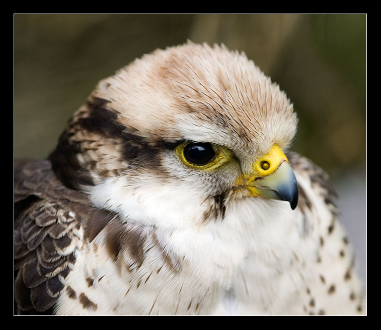 Falcon