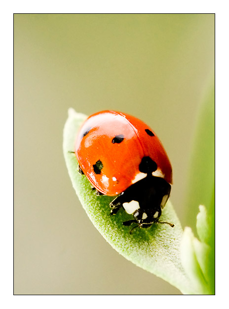 Ladybird