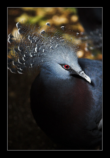 Head-dress