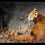 Red Panda II