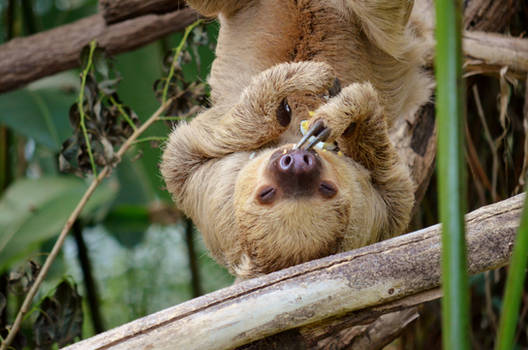 Sloth | Zoo Leipzig