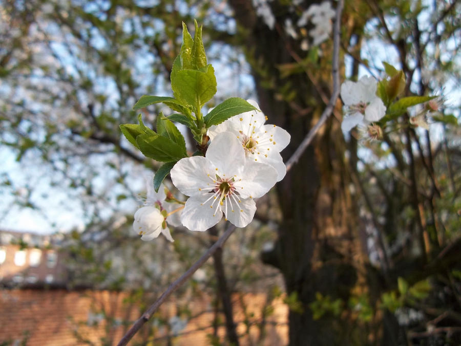 White Spring