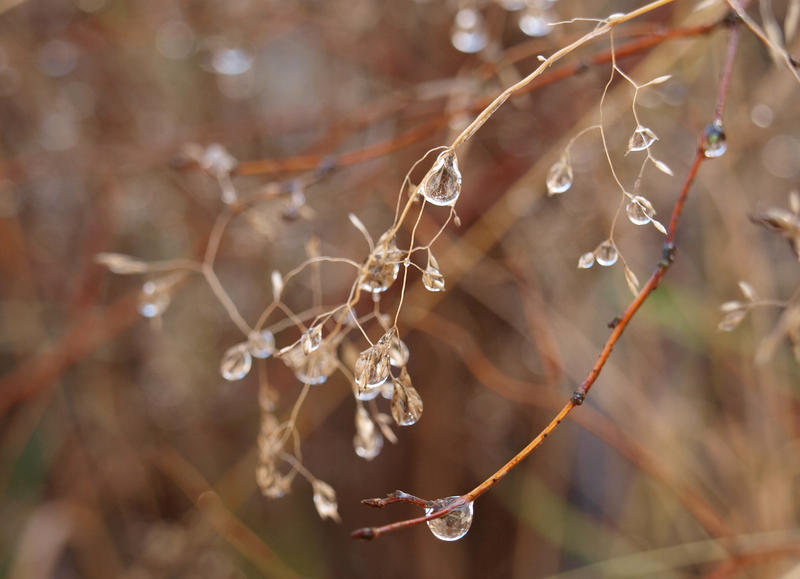 After the morning rain 12