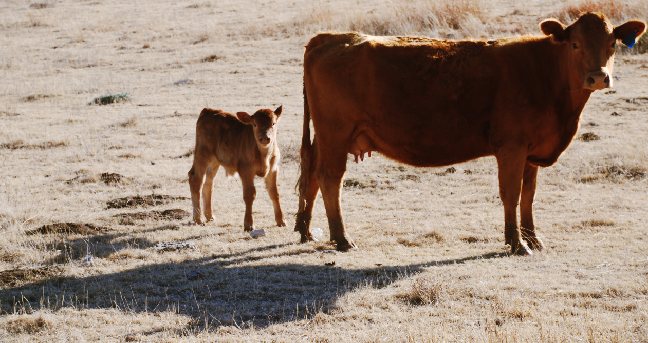 Mother and Calf