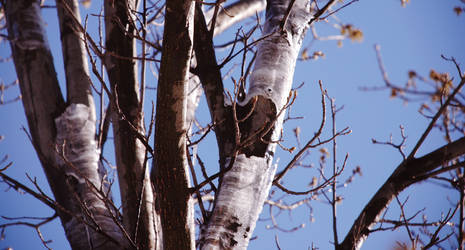 The Ice Tree