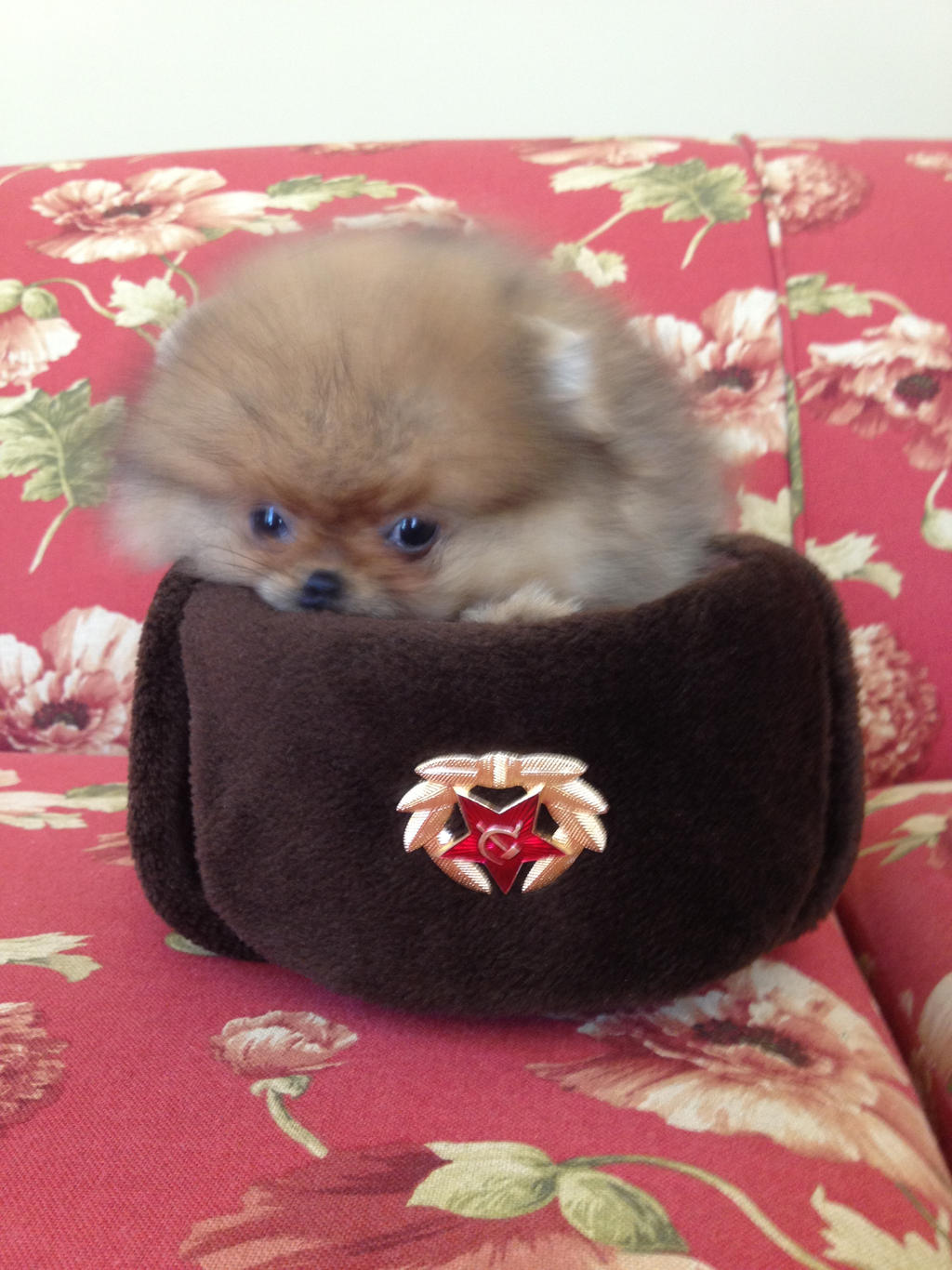 Pomeranian like my Cosplay