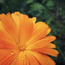 Marigold