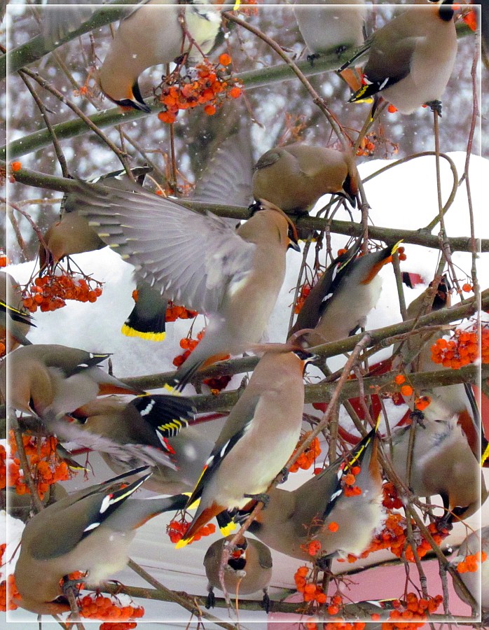 Waxwing