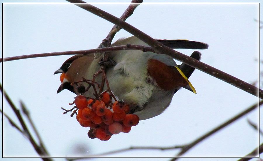 Waxwing