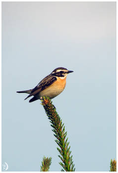 Whinchat