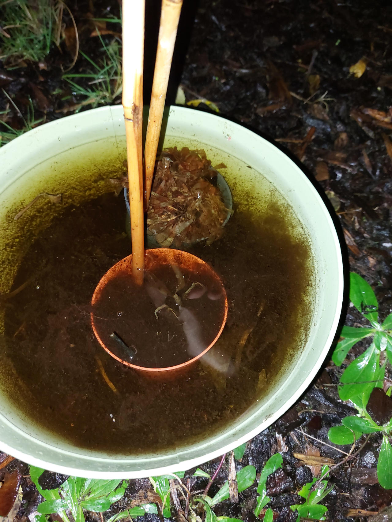 my Venusfly trap currently by Infernofeuer on DeviantArt