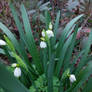 a bit bigger than small Snowdrop