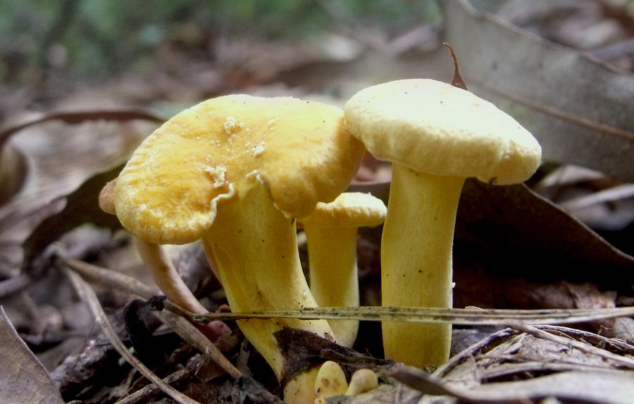 Yellow Mushroom