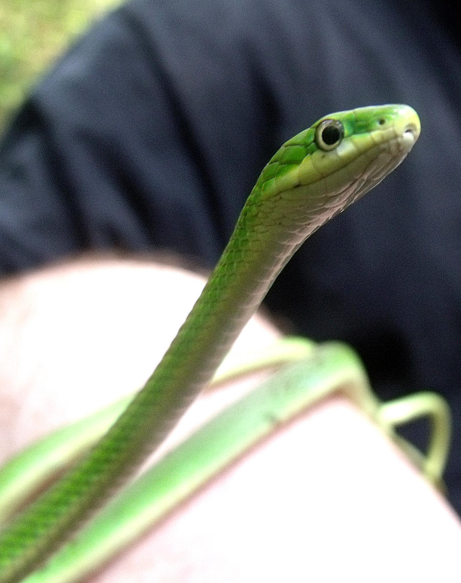 Smooth Green Snake