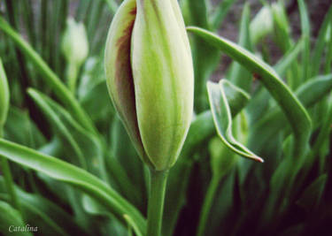 tulip