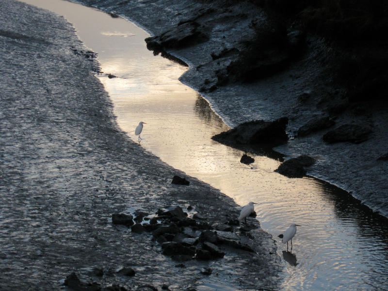 Wary Snowy Egrets.