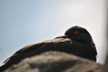 The Red Eye of the Oystercatcher.