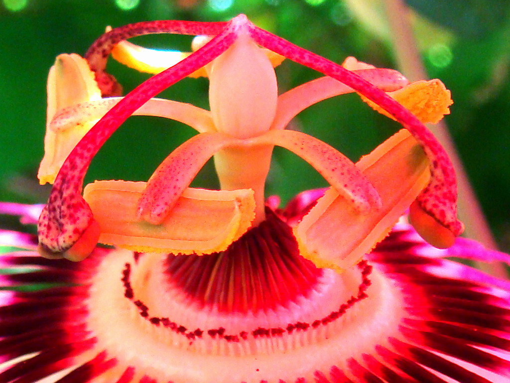 Passion flower stamen