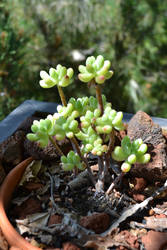 Succulent 2