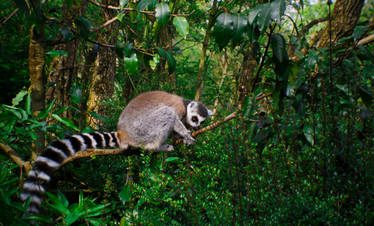 lemur on tree branch