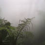 Background II - Rainforest