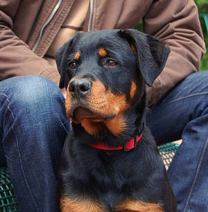 Rottweiler Pup