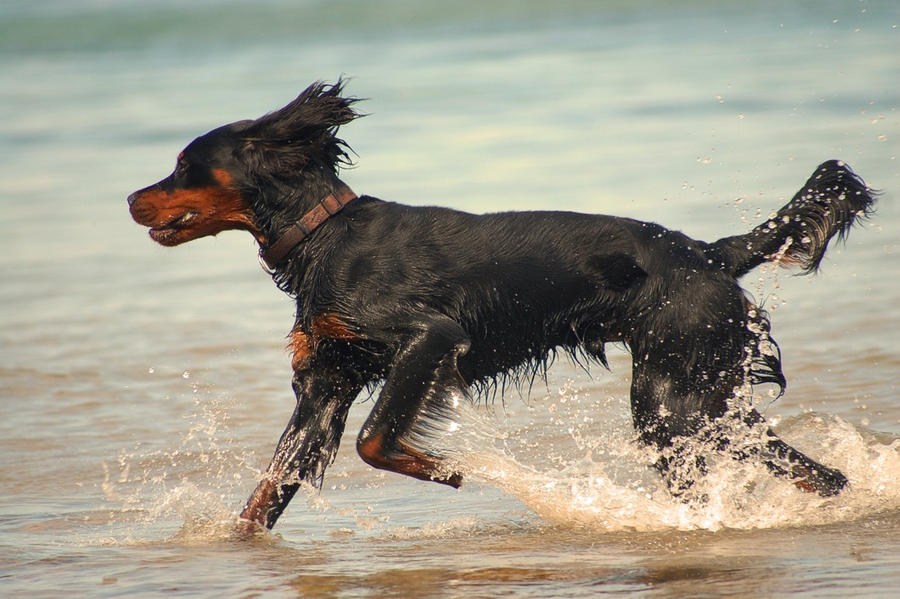 Gordon Setter