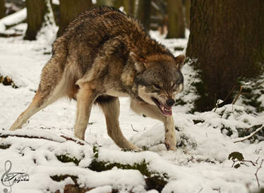 Snarl Wolf
