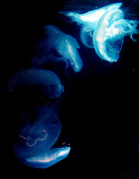 Jellyfish I